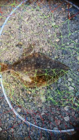 ヒラメ1枚、マゴチ1匹！！