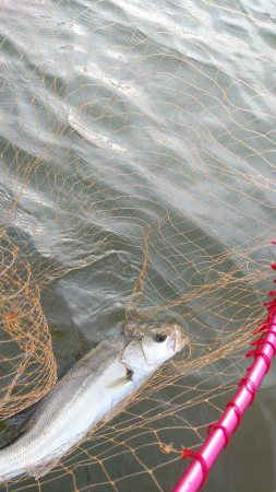ひさびさの日本海