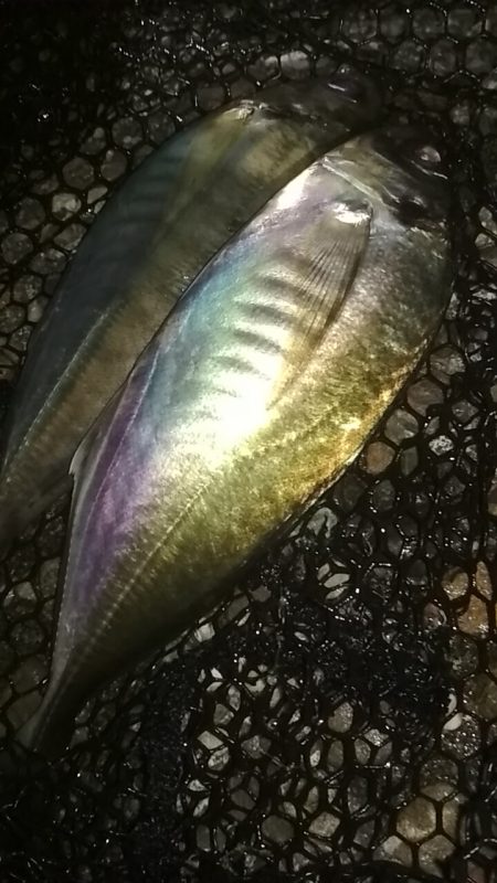 良型アジメバル爆釣