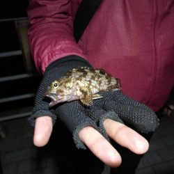 良型メバルゲット♪