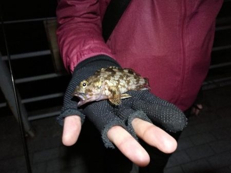 良型メバルゲット♪