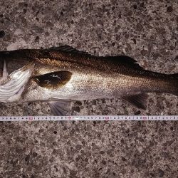 メバルとアジとシーバス