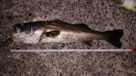 メバルとアジとシーバス