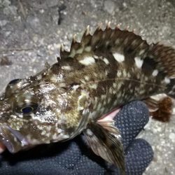 南港カモメ大橋 釣行 （朝マズメ、良型キビレチヌ、ガシラ根魚の釣果）