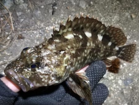 南港カモメ大橋 釣行 （朝マズメ、良型キビ…