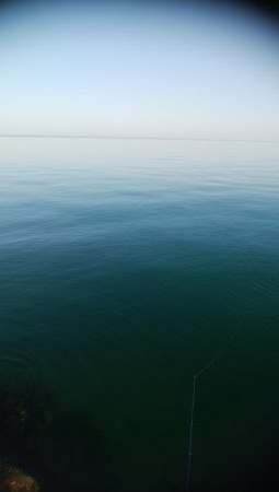 21センチカサゴ　1匹