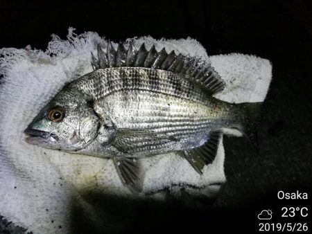 南港カモメ大橋 釣行 （初夏という名の春夏…