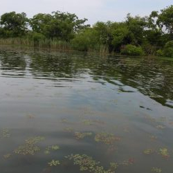 ヒシモパターン