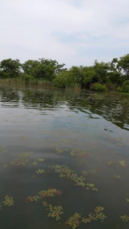 ヒシモパターン