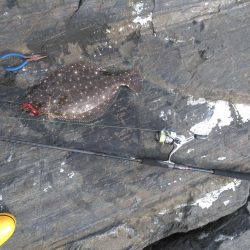 フラットフィッシュ