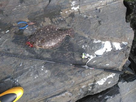 フラットフィッシュ