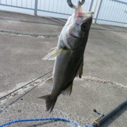 新ロッドでやっと一匹！