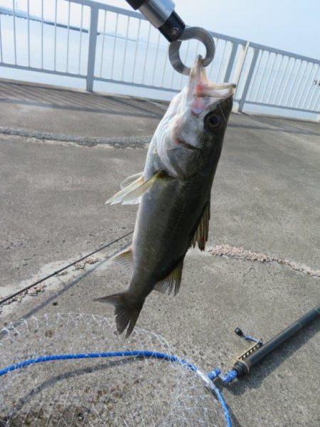 新ロッドでやっと一匹！