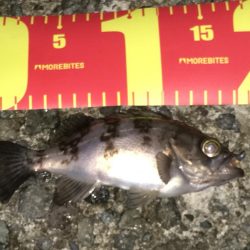 令和の初メバリング