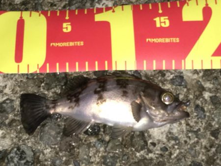 令和の初メバリング