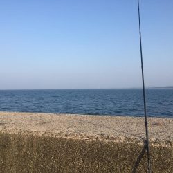 ヒラメはミノーがお好き♡