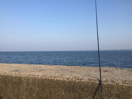 ヒラメはミノーがお好き♡