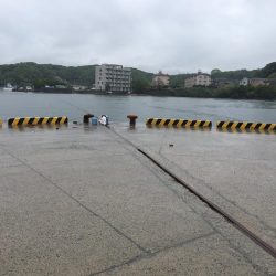 アジ8匹、コノシロ1匹