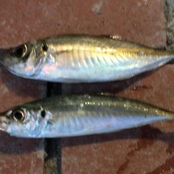 コアジ2匹、イワシ7匹