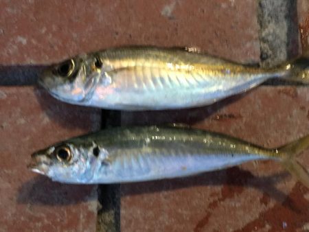 コアジ2匹、イワシ7匹