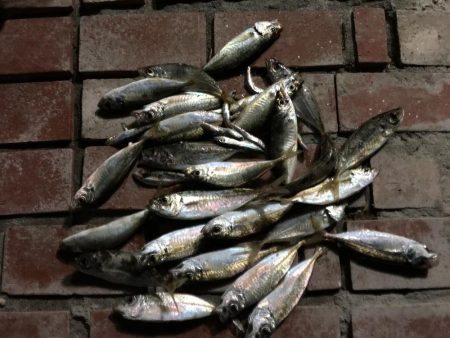 アジ25匹、イワシ14匹