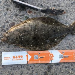 サビキで36 超ヒラメゲット 和歌山県 跡之浦港 サビキ ヒラメ 陸っぱり 釣り 魚釣り 釣果情報サイト カンパリ