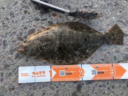 サビキで36㎝超ヒラメゲット！
