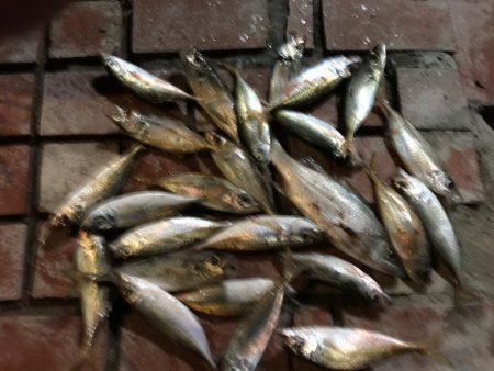 アジ良型24匹、セイゴ1匹