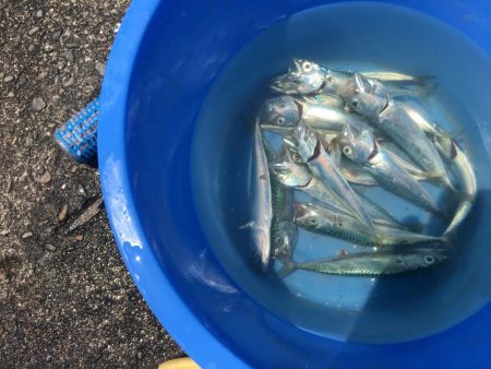 グレ、コサバ、ガシラなど