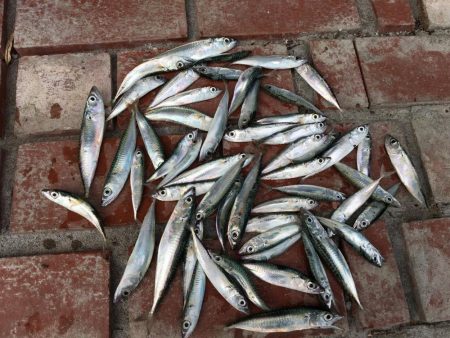 コサバ多数、豆アジ8匹、赤雑魚7匹、藤五郎…