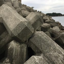 ガシラ8匹、ベラ7匹