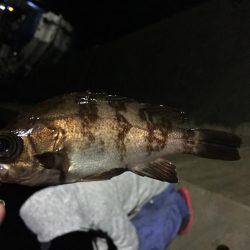雨でもメバリング！
