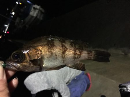 雨でもメバリング！