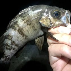 淡路めばるフェス２０１９