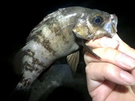 淡路めばるフェス２０１９