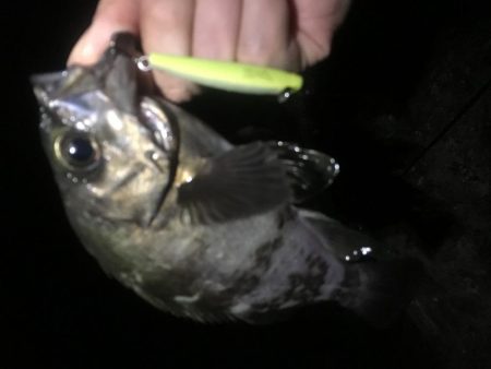 プラッキング一撃デビュー