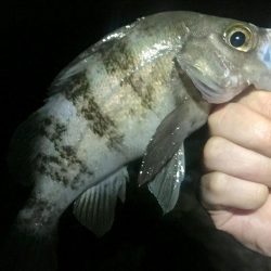 サタデーナイトフィーバーならず。。。