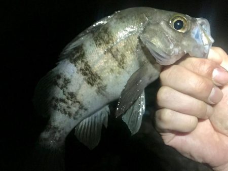 サタデーナイトフィーバーならず。。。