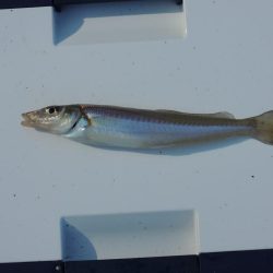 快晴のキス釣り