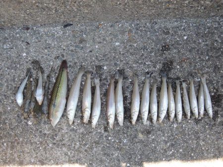 初夏のキス釣り