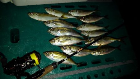 楽しい～アジング