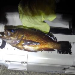 メバルのつもりが?