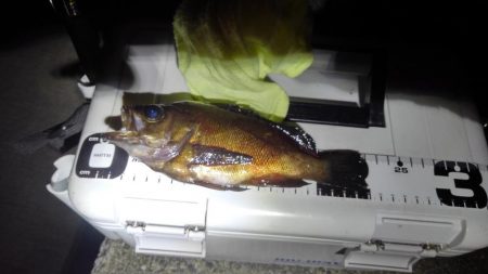 メバルのつもりが?