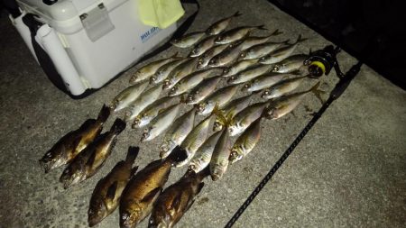 よく釣れたアジング