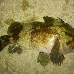 入れ食いでした!