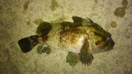 入れ食いでした!