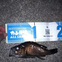 平成最後の釣り行って来ました。