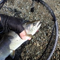 揖保川渓流釣り大会