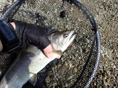 揖保川渓流釣り大会