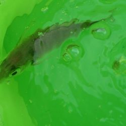 ノマセ撃沈。。